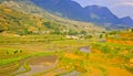 Rice Crops In Valley Of Sapa Highland