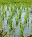 Rice cultivation for background Royalty Free Stock Photo