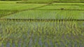 Rice cultivation for background Royalty Free Stock Photo