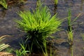 Rice cultivation on background Royalty Free Stock Photo