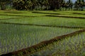 Rice cultivation on background Royalty Free Stock Photo