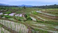 rice cultivation in a large expanse of paddy fields