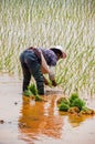 Rice Cultivation near Kunming, Yunnan