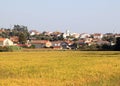 Rice cultivation near Vinha da Rainha, Portugal