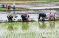 Rice Cultivation near Xizhou, Yunnan