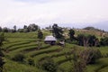 Rice cultivation pattern on high mountain, rice terrace