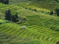 Rice cultivation pattern on high mountain, rice terrace