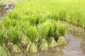 Rice cultivation , thailand