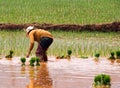 Rice Cultivation near Kunming, Yunnan