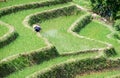 Rice Cultivation in Yuanyang Rice Terraces - Yunnan, China