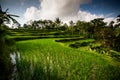 Rice cultivations in Bali