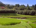 Rice culture Royalty Free Stock Photo