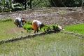 Rice culture Royalty Free Stock Photo