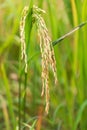 rice disease on from fungui