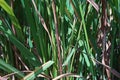Rice disease on stem from fungui
