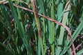 Rice disease on stem from fungui