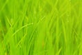 Rice with drop of water Paddy rice field in the morning. Royalty Free Stock Photo