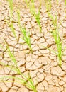 Rice on drought field