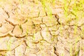 Rice on drought field