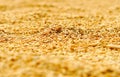 Rice dry out on a roof. Royalty Free Stock Photo