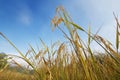 Rice ear Royalty Free Stock Photo