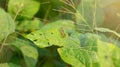 Rice ear bug or Leptocorisa oratoria, a pest of rice and other plants that emits a pungent odor to scare off predators. Royalty Free Stock Photo