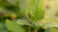 Rice ear bug or Leptocorisa oratoria, a pest of rice and other plants that emits a pungent odor to scare off predators. Royalty Free Stock Photo