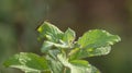 Rice ear bugs, small insects, commonly infest rice fields