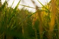 Rice ears in middle paddy fields