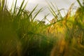 Rice ears in middle paddy fields