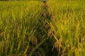 Rice ears in middle path way of rice fields