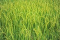 Rice Farm Royalty Free Stock Photo