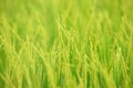 Rice Farm Royalty Free Stock Photo