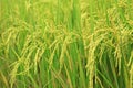 Rice Farm Royalty Free Stock Photo