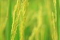 Rice Farm Royalty Free Stock Photo