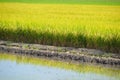 Rice Farm Royalty Free Stock Photo