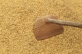 Rice farm : Ancient agriculture tools on paddy background. Farmer work to prepare farm before rice planting. Crop on farm. Royalty Free Stock Photo