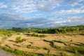 Rice farm