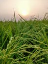 Rice farm with the blue sky, green rice field, View of fresh green grass growing lushly in wild field in sunlight