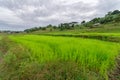 Rice farm at Capas Royalty Free Stock Photo