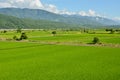 Rice farm in country