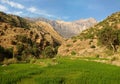 Rice farm in Dena mountain, Zagros Royalty Free Stock Photo