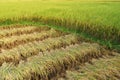 Rice farm Royalty Free Stock Photo