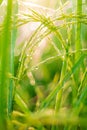 Rice farm,Rice field,Rice paddy, rice pants,Bokeh dew drops on the top of the rice fields in the morning sun,along with the rice Royalty Free Stock Photo