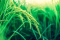 Rice farm,Rice field,Rice paddy, rice pants,Bokeh dew drops on the top of the rice fields in the morning sun,along with the rice Royalty Free Stock Photo