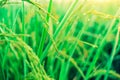 Rice farm,Rice field,Rice paddy, rice pants,Bokeh dew drops on the top of the rice fields in the morning sun,along with the rice Royalty Free Stock Photo