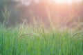 Rice farm,Rice field,Rice paddy, rice pants,Bokeh dew drops on the top of the rice fields in the morning sun,along with the rice Royalty Free Stock Photo