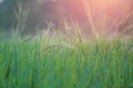 Rice farm,Rice field,Rice paddy, rice pants,Bokeh dew drops on the top of the rice fields in the morning sun,along with the rice Royalty Free Stock Photo