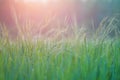 Rice farm,Rice field,Rice paddy, rice pants,Bokeh dew drops on the top of the rice fields in the morning sun,along with the rice Royalty Free Stock Photo