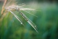 Rice farm,Rice field,Rice paddy, rice pants,Bokeh dew drops on the top of the rice fields in the morning sun,along with the rice Royalty Free Stock Photo